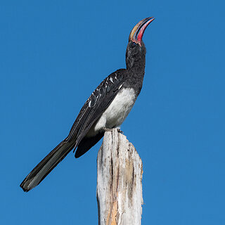 Lake Chitu - Hemprich's hornbill